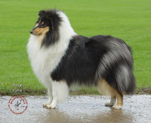 Rough Collie 8T095D-22.JPG